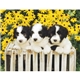 aerial view a group of puppies kittens - spiral calendar, image 11 of 19