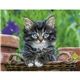 aerial view a group of puppies kittens - spiral calendar, image 12 of 19