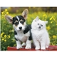 aerial view a group of puppies kittens - spiral calendar, image 13 of 19