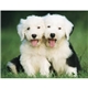 aerial view a group of puppies kittens - spiral calendar, image 15 of 19