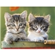 aerial view a group of puppies kittens - spiral calendar, image 16 of 19
