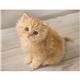 aerial view a group of puppies kittens - spiral calendar, image 17 of 24