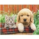 aerial view a group of puppies kittens - spiral calendar, image 18 of 19