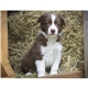 aerial view a group of puppies kittens - spiral calendar, image 19 of 19