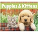 aerial view a group of puppies kittens - spiral calendar, image 5 of 19