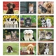 aerial view a group of puppies kittens - spiral calendar, image 6 of 19