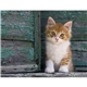 aerial view a group of puppies kittens - spiral calendar, image 9 of 19