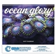 aerial view a group of ocean glory - spiral calendar, image 4 of 24