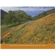 aerial view a group of eternal word without funeral planner - spiral calendar, image 20 of 24