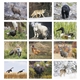 aerial view a group of wildlife portraits - spiral calendar, image 7 of 24