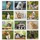 aerial view a group of puppies kittens - stapled calendar, image 11 of 24