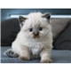aerial view a group of puppies kittens - stapled calendar, image 12 of 24