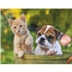aerial view a group of puppies kittens - stapled calendar, image 13 of 24