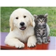 aerial view a group of puppies kittens - stapled calendar, image 15 of 24