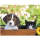 aerial view a group of puppies kittens - stapled calendar, image 17 of 24