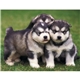 aerial view a group of puppies kittens - stapled calendar, image 24 of 24