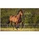 a k610 horse farm pocket calendar