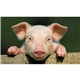 a k614 piglet farm pocket calendar