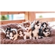 a k615 huskies farm pocket calendar