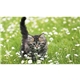 a k616 kitten farm pocket calendar