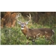 a k635 white-tailed deer farm pocket calendar