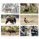 aerial view a group of natures wildlife spectacular calendar, image 3 of 9