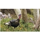 aerial view a group of natures wildlife spectacular calendar, image 5 of 9