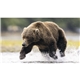 aerial view a group of natures wildlife spectacular calendar, image 6 of 9