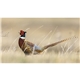 aerial view a group of natures wildlife spectacular calendar, image 7 of 9