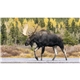 aerial view a group of natures wildlife spectacular calendar, image 8 of 9
