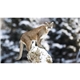 aerial view a group of natures wildlife spectacular calendar, image 9 of 9