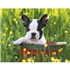aerial view a group of adorable puppies wall calendar, image 11 of 19