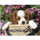 aerial view a group of adorable puppies wall calendar, image 11 of 18