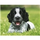 aerial view a group of adorable puppies wall calendar, image 12 of 19