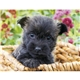 aerial view a group of adorable puppies wall calendar, image 13 of 19