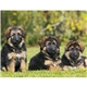 aerial view a group of adorable puppies wall calendar, image 14 of 19