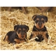 aerial view a group of adorable puppies wall calendar, image 14 of 18