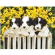 aerial view a group of adorable puppies wall calendar, image 15 of 19