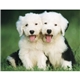 aerial view a group of adorable puppies wall calendar, image 16 of 19