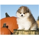 aerial view a group of adorable puppies wall calendar, image 17 of 19