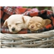 aerial view a group of adorable puppies wall calendar, image 17 of 18