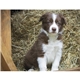 aerial view a group of adorable puppies wall calendar, image 18 of 19