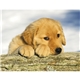 aerial view a group of adorable puppies wall calendar, image 19 of 19