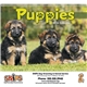 aerial view a group of adorable puppies wall calendar, image 3 of 19