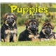 aerial view a group of adorable puppies wall calendar, image 4 of 19