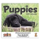 aerial view a group of adorable puppies wall calendar, image 4 of 18