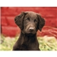 aerial view a group of adorable puppies wall calendar, image 8 of 19