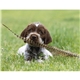 aerial view a group of adorable puppies wall calendar, image 10 of 19