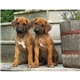 aerial view a group of adorable puppies wall calendar, image 10 of 18