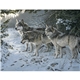 aerial view a group of wildlife art - triumph(r) calendars - digital, image 19 of 19
